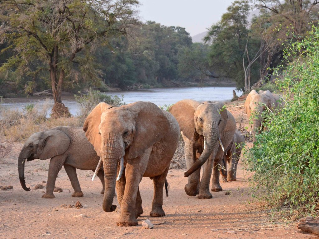 Samburu olifant Habiba, reis olifant