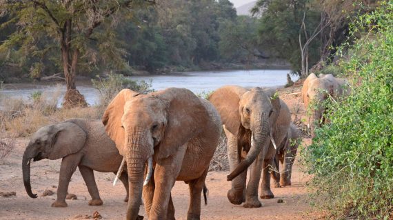 Samburu olifant Habiba ©All for Nature Travel