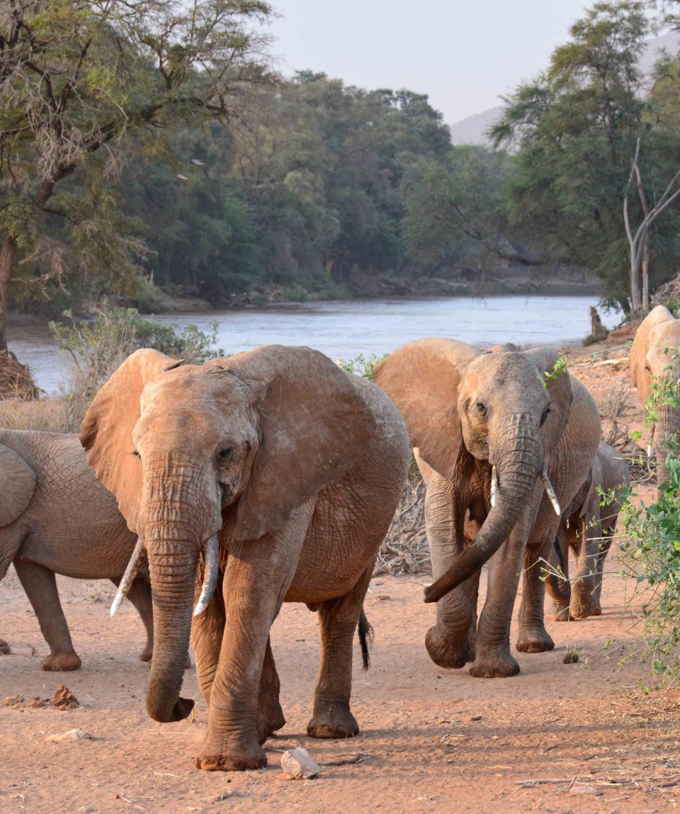 Samburu olifant Habiba ©All for Nature Travel