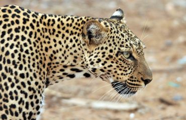 Luipaard Samburu © All for Nature Travel