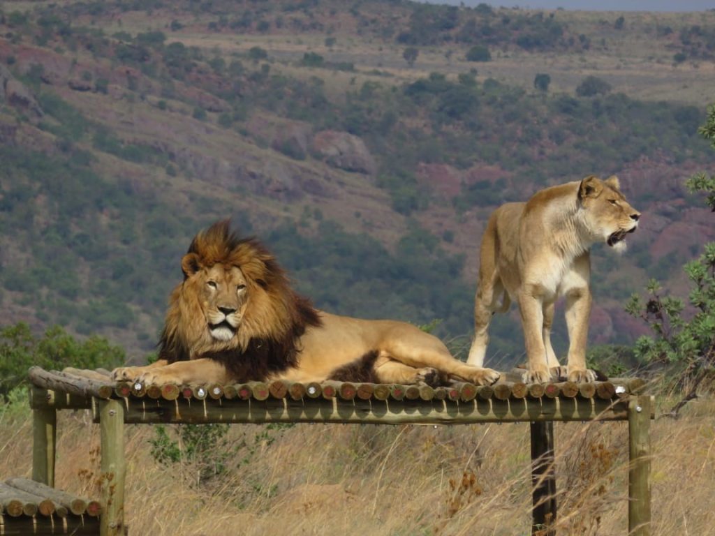 Schrikkloof, The Lion Foundation, Stichting Leeuw