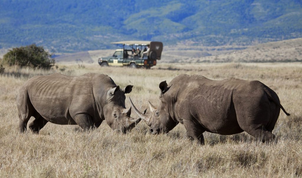reis neushoorn, Lewa Wildlife Conservancy
