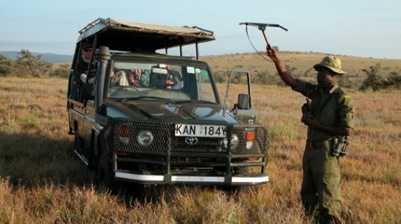 Lion Tracking Lewa Conservancy Kenia