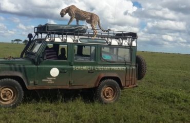 Serengeti Cheetah Project