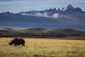 neushoorn Lewa Conservancy Kenia