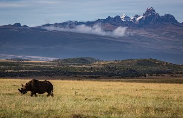 neushoorn Lewa Conservancy Kenia
