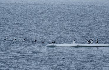 alken Spitsbergen