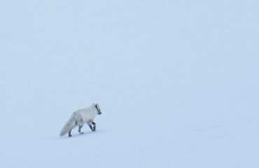 poolvos Spitsbergen