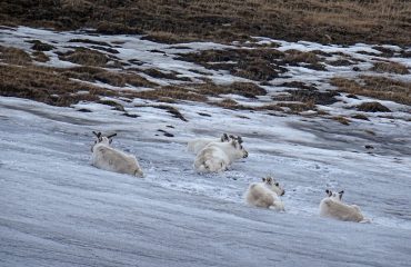 rendieren Spitsbergen