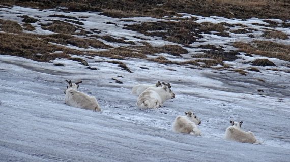rendieren Spitsbergen
