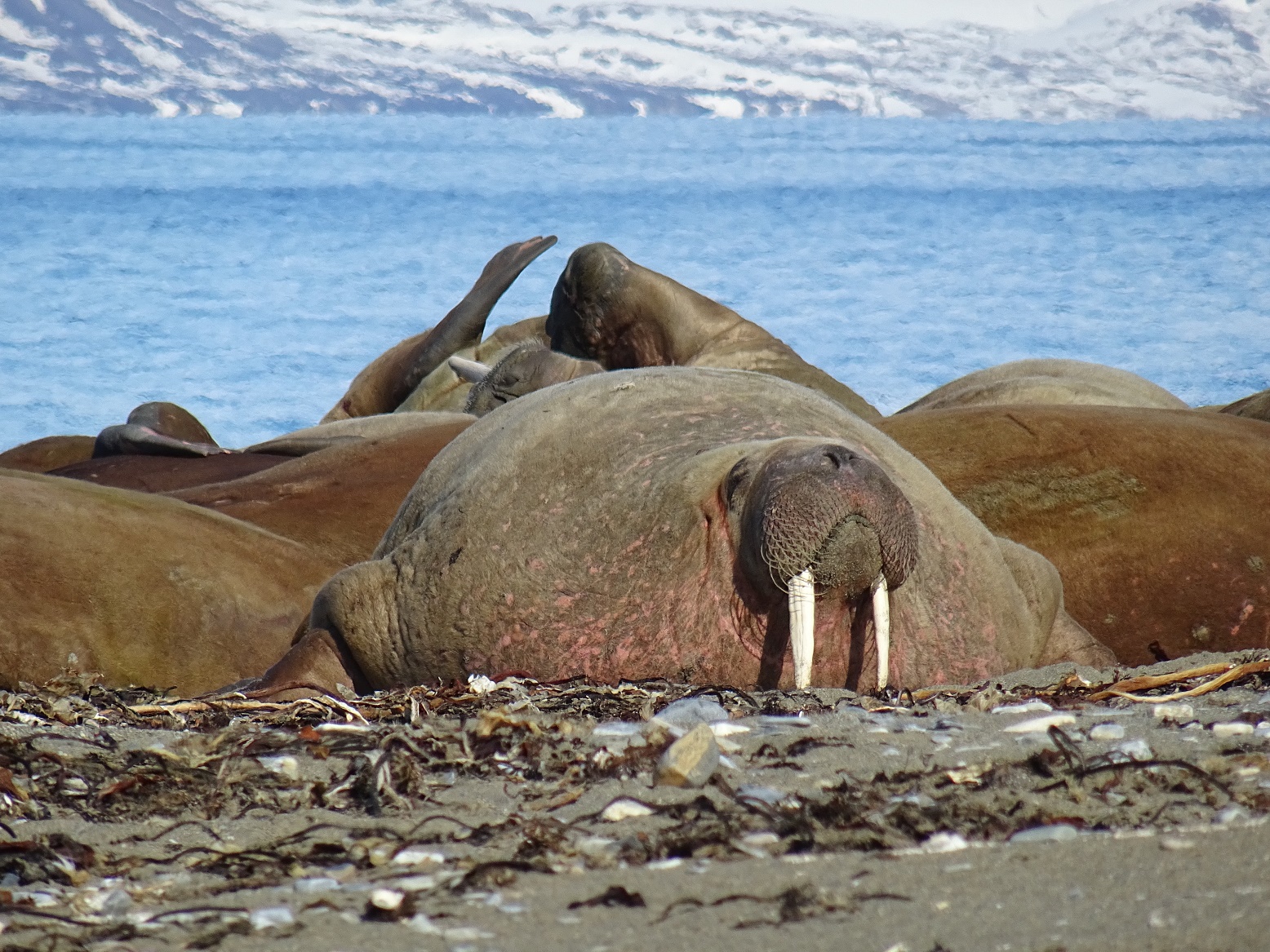 SV Linden, Spitsbergen, Longyearbyen