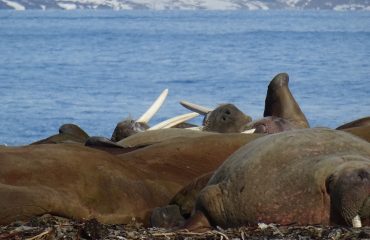 walrussen Spitsbergen