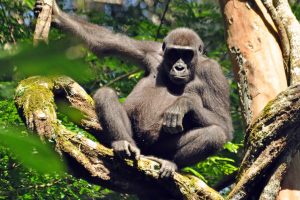 Ngaga Camp, Congo, Odzala, laaglandgorilla