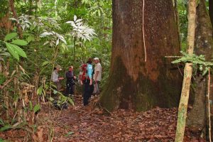 Cristalino lodge, amazone, alta florest