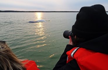 Churchill beluga met jong ©All for Nature Travel