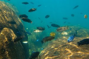 Lake Malawi Pumulani onder water