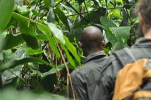 Ngaga Camp, Congo, Odzala, gorilla trekking