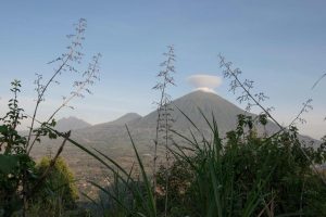 Virunga Lodge Rwanda, gorilla trekking, mountain gorilla, reis rwanda gorilla tracking, volcanoes