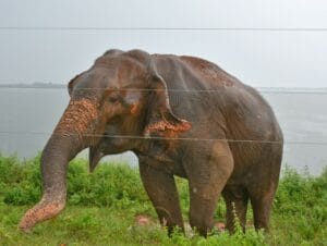 Blog - Land van Mens en Olifant….. | All for Nature Travel %