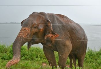 Olifant Sri Lanka ©All-for-nature