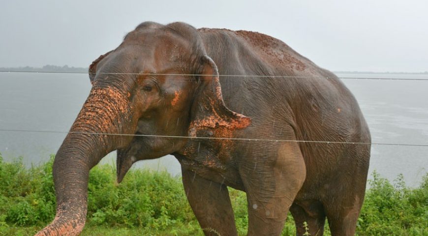 Olifant Sri Lanka ©All-for-nature