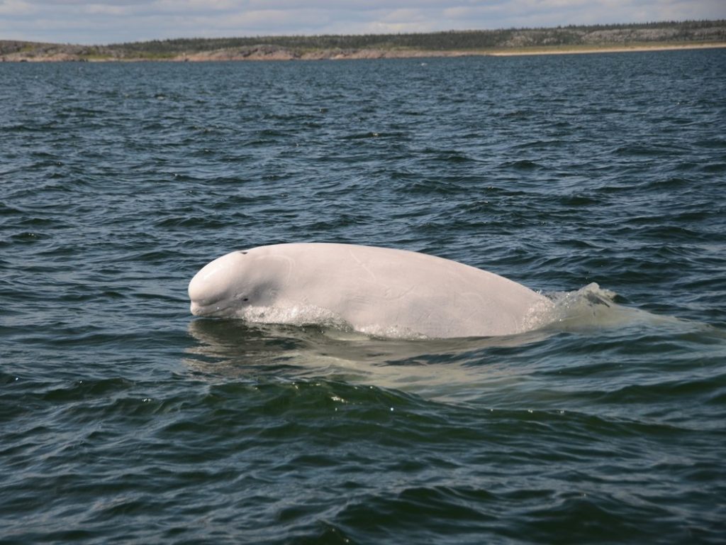 Beluga reis Churchill, ijsberen zomer reis, canada beluga