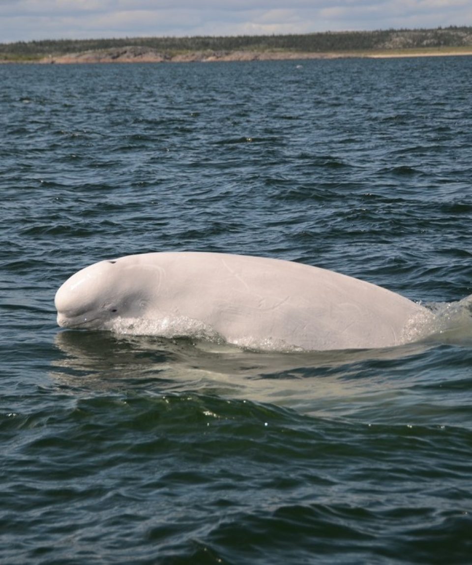 beluga Churchill frontiers north