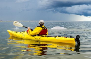 beluga ©EricLindberg frontiers north