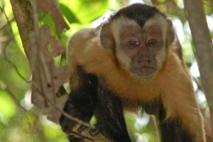 Cristalino lodge, amazone, alta florest