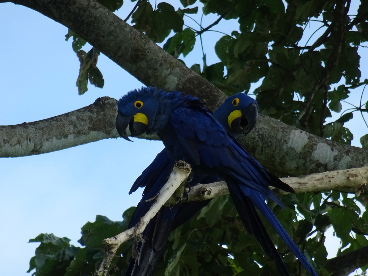 hyacint ara, pantanal reis