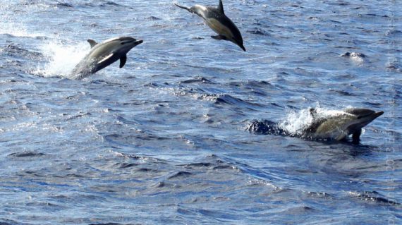 Gewone-dolfijnen-gaan-los met dank aan Kieke