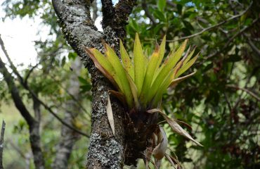 Bromelia nevelwoud Ecuador ©All for Nature Travel