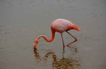 Flamingo Isabela  ©All for Nature Travel