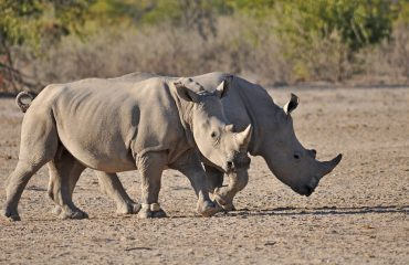 Gezenderde neushoorns Ongava ©All for Nature Travel
