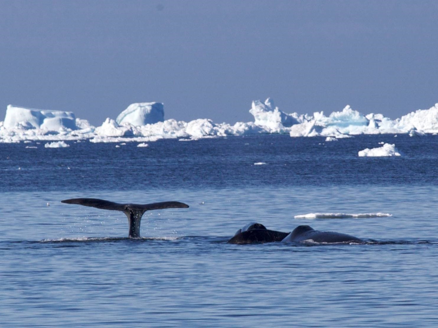 Oceanwide Expeditions, duurzame poolreis, groenlandse walvis