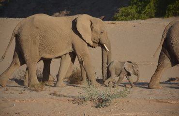 Hoanib woestijnolifanten met baby ©All for Nature Travel