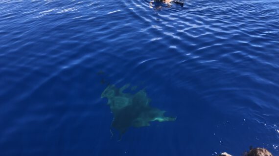 Manta Catalog snorkelen op Santa Maria