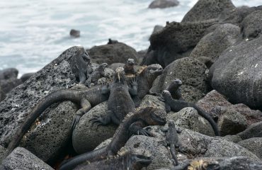 Marine iguanas Isabela ©All for Nature Travel