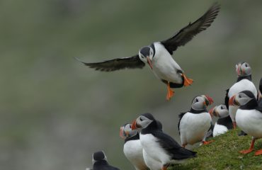 Papegaaiduikers © Rinie van Meurs