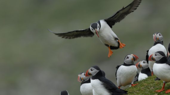 Papegaaiduikers © Rinie van Meurs