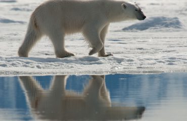 IJsbeer, North Spitsbergen Erwin Vermeulen