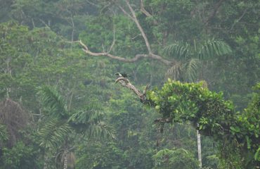 Toekan in Yasuni NP ©All for Nature Travel