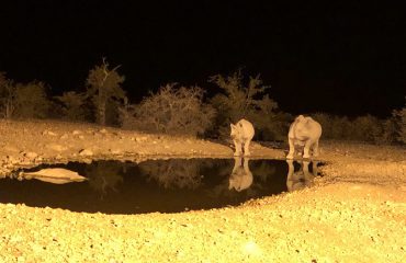 Waterhole Ongava Lodge ©All for Nature Travel