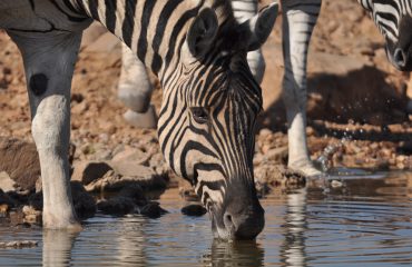 Zebra vanuit de hide Ongava Lodge  ©All for Nature Travel