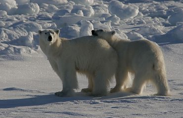 IJsbeer Noord Spitsbergen © Rinie van Meurs