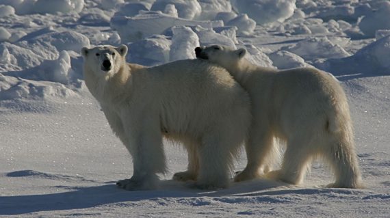 IJsbeer Noord Spitsbergen © Rinie van Meurs