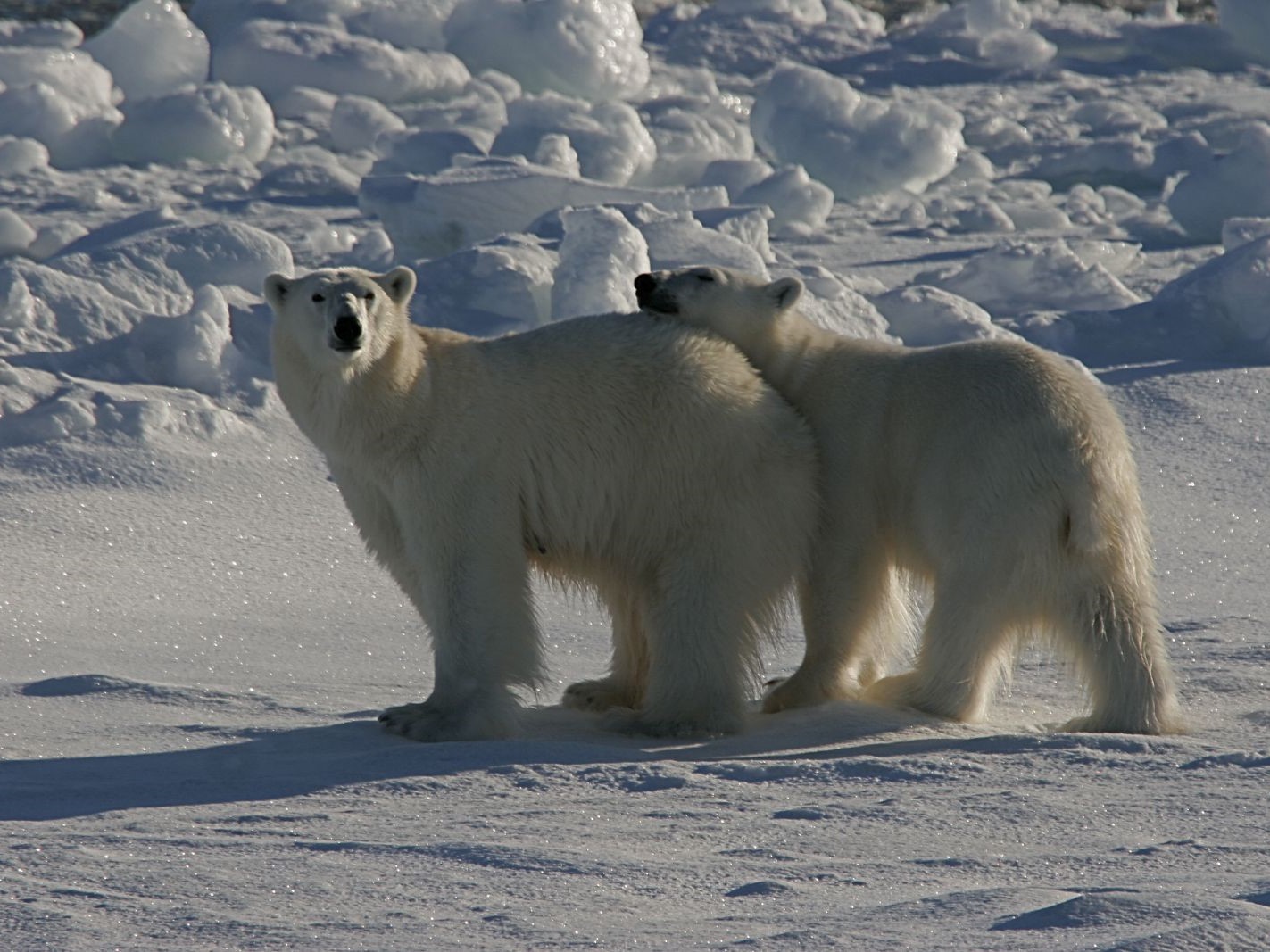 ijsbeer reis, ijsbeer Spitsbergen, Oceanwide Expeditions