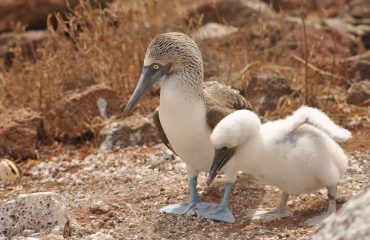 blauwvoetgent met jong ©All for Nature Travel
