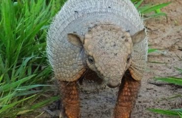 gordeldier armadillo Pantanal
