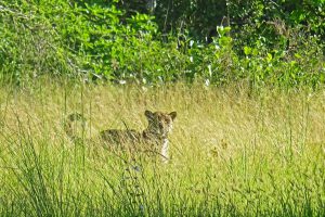 Caiman Lodge, Oncafari project , jaguar research